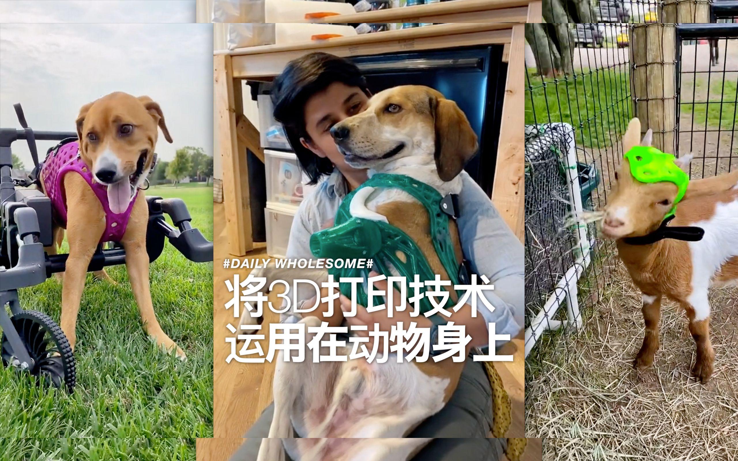 3D打印技术如何帮助动物恢复行动能力？